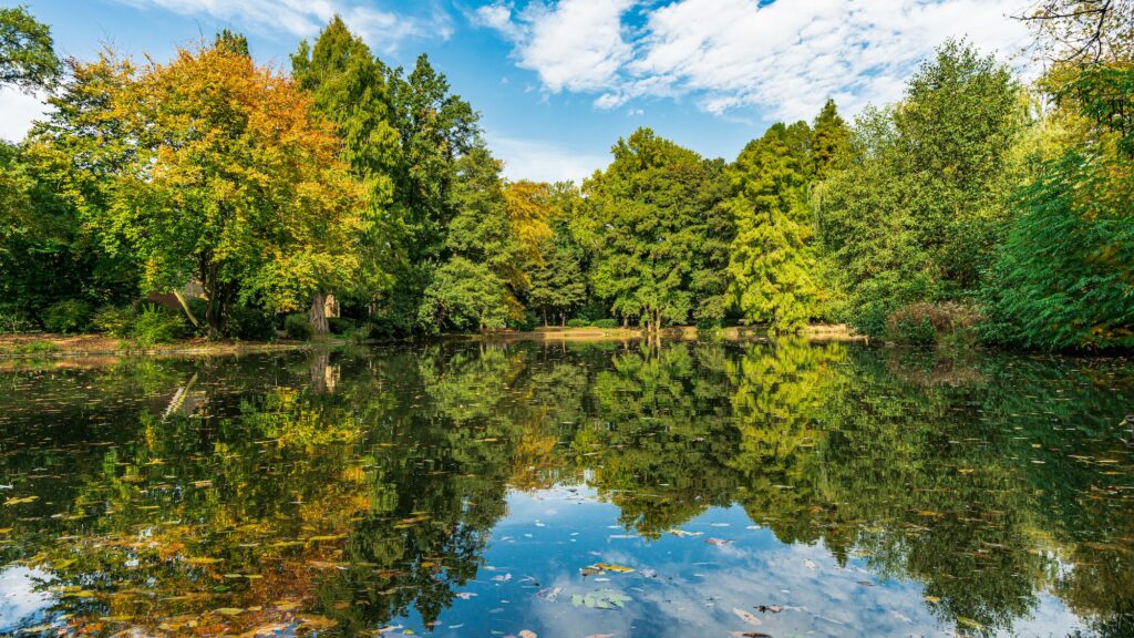 Pond in the public park11c